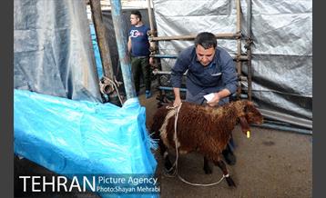 بازدید معاونین شهردار از جایگاه های عرضه دام زنده 8