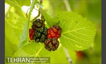 فصل برداشت توت از باغات سولقان 17