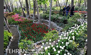 رویش گل های لاله در باغ ایرانی 1