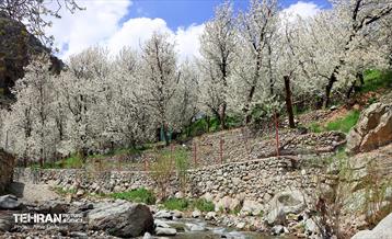 طبیعت بهاری روستای سنگان 8