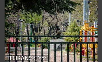 بوستان نیاوران در یک روز آفتابی 16