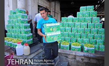 بازار میوه تربار مرکزی 2