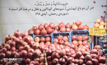 یازدهمین جشنواره صد دانه یاقوت 14