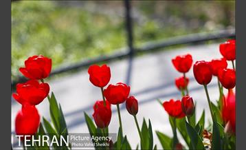 رویش گل های لاله در باغ ایرانی 19