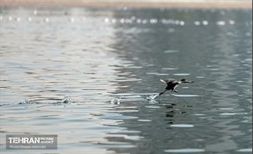 کوچ پرندگان مهاجر به دریاچه شهدای خلیج‌فارس 6