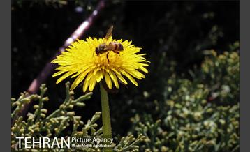 لاله های بوستان یاسمن 7