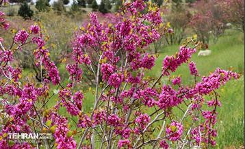 بهار ارغوانی 3