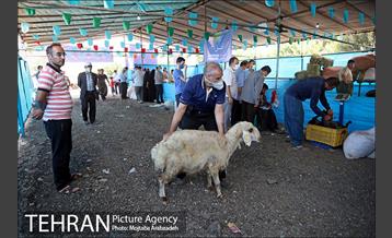 مرکز عرضه دام بهداشتی به مناسبت عید قربان در منطقه 14