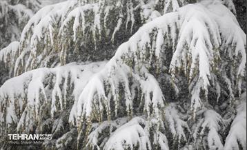 بارش برف زمستانی در تهران 22