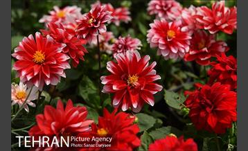 شانزدهمین نمایشگاه گل و گیاه تهران 31