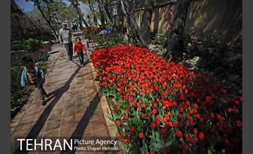 رویش گل های لاله در باغ ایرانی 24