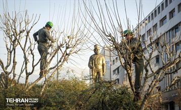 هرس درختان در منطقه 5