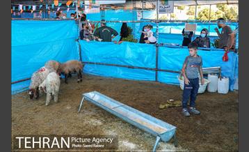 مرکز عرضه دام بهداشتی به مناسبت عید قربان در منطقه 22 تهران 49