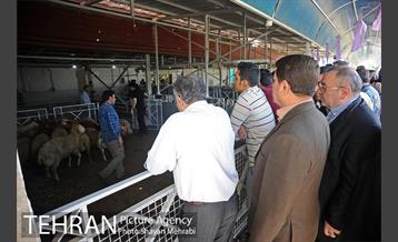بازدید معاونین شهردار از جایگاه های عرضه دام زنده 29