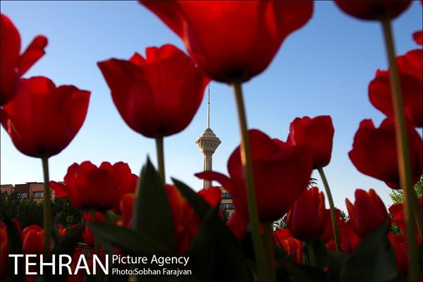 رویش گل های لاله در بوستان گفتگو 8