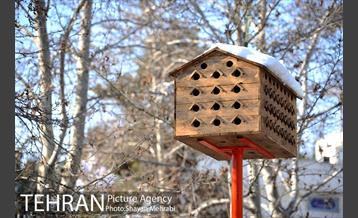 فصل زمستان در بوستان ملت 58