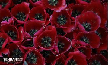 به وقت اردیبهشت؛ باغ ایرانی 31