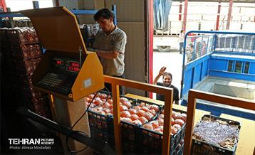 توزیع میوه شب عید قیمت تنظیم بازار در میادین و بازارهای میوه و تره‌بار 13