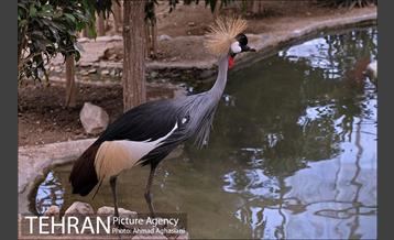 جشن تولد جوجه درنای تاج خاکستری آفریقایی 10