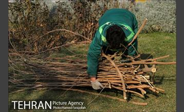 عملیات هرس درختان درمعابر و بوستانهای مناطق تهران 25