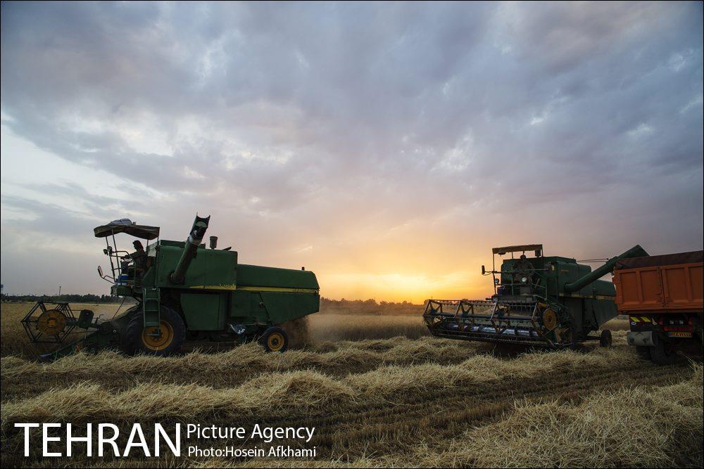 برداشت گندم در مزارع جنوب تهران‎ 11
