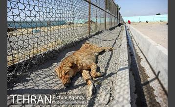 نقاهتگاه سگ های بدون صاحب واقع در آراد کوه 25