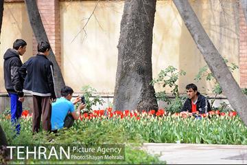 رویش گل های لاله در باغ ایرانی 36