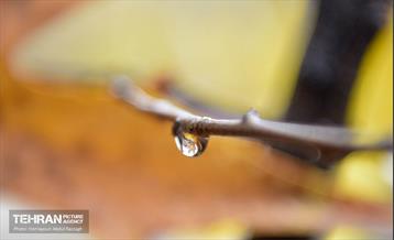 یک روز پاییزی در منطقه ۱۴