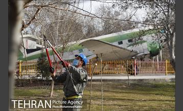 آغاز فصل هرس درختان- 3