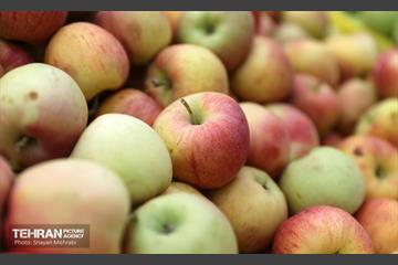 بازار میوه و تره‌بار میخک 3