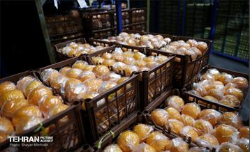 بازدید اصحاب رسانه از زنجیره تامین محصولات مصرفی ماه رمضان و میوه شب عید 43