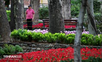 لاله‌ها میهمان باغ ایرانی 20