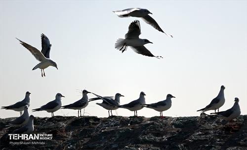 کوچ پرندگان مهاجر به دریاچه شهدای خلیج‌فارس 10