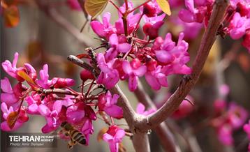 بهار ارغوانی 17