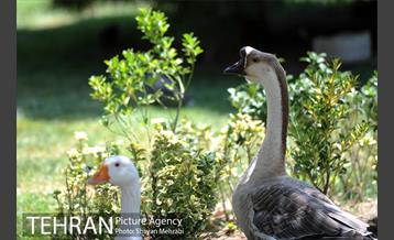 عمارت کوشک فخرالدوله 6