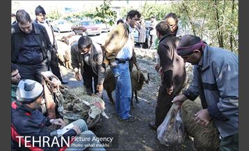 بازار فروش دام در محله طرشت به مناسبت عید قربان 14