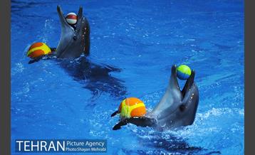 دلفیناریوم برج میلاد 14