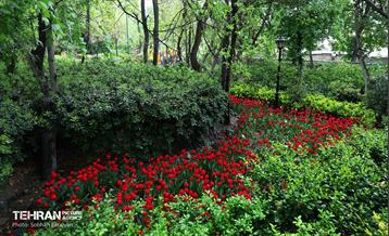 لاله‌ها میهمان باغ ایرانی 22