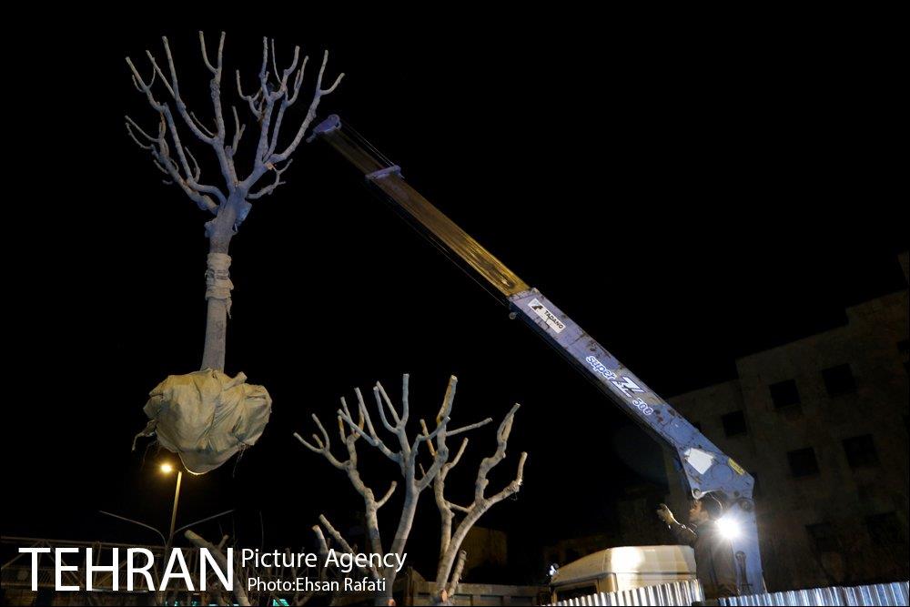 ​جا به جایی درختان گیشا به دلیل ساخت زیرگذر 15