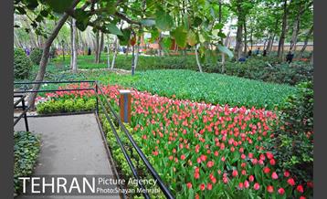 روش گل های لاله در باغ ایرانی 45