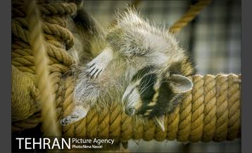 زندگی در قفس 24