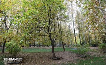 طبیعت پاییزی مجموعه فرهنگی تاریخی سعدآباد  10