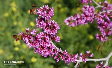 هوای بهاری منطقه 5 27