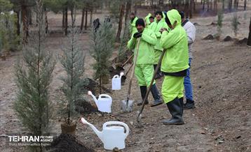 آغاز کاشت ۲۵ هزار اصله نهال غیرمثمر در بوستان چیتگر 12