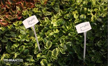 نوزدهمین نمایشگاه گل و گیاه تهران 49