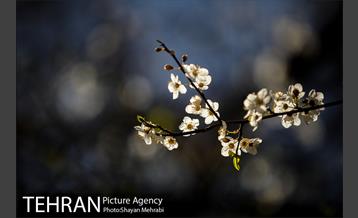 بهار در تهران 9