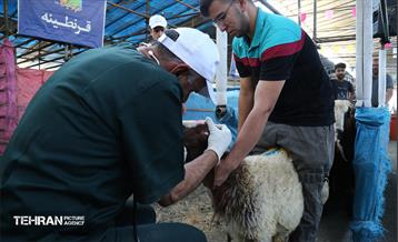 عرضه دام زنده بهداشتی ویژه روز عرفه و عید قربان 5