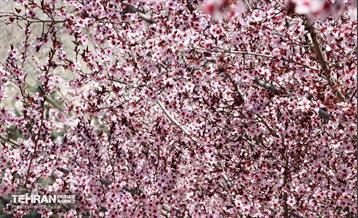 شکوفه‌های بهاری در بوستان سمن‌ها 32