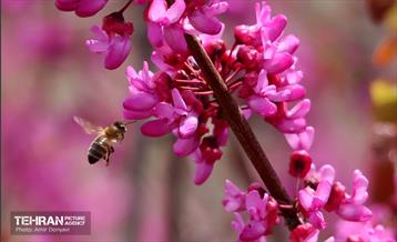 بهار ارغوانی 16