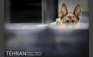 سگ های آنست 17